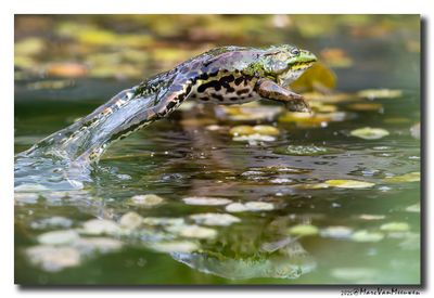 Groene kikker