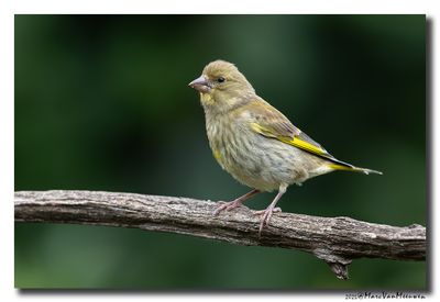 Groenling - Greenfinch