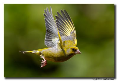 Groenling - Greenfinch