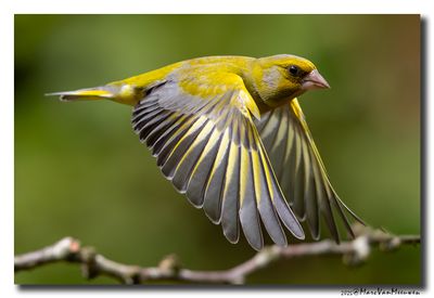Groenling - Greenfinch