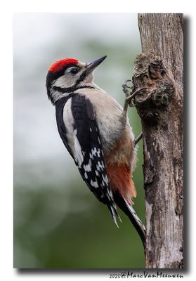 Grote Bonte Specht - Great Spotted Woodpecker