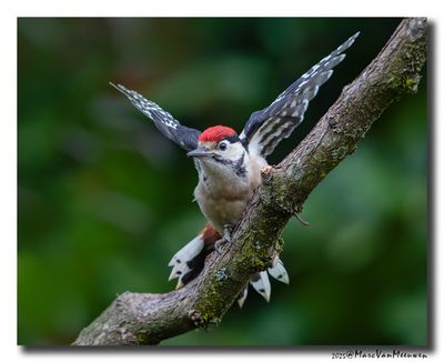 Grote Bonte Specht - Great Spotted Woodpecker