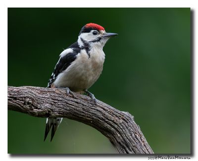 Grote Bonte Specht - Great Spotted Woodpecker