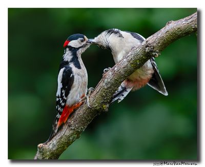 Grote Bonte Specht - Great Spotted Woodpecker
