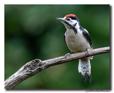 Grote Bonte Specht - Great Spotted Woodpecker