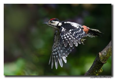 Grote Bonte Specht - Great Spotted Woodpecker