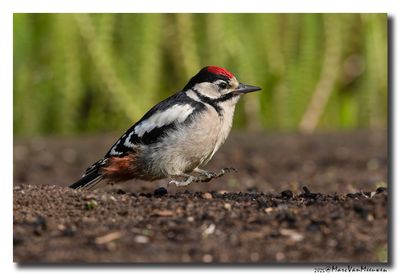 Grote Bonte Specht - Great Spotted Woodpecker