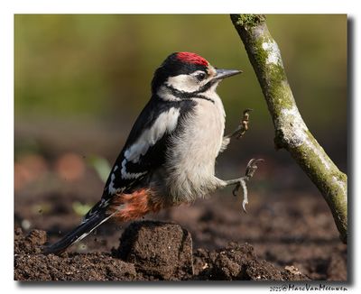 Grote Bonte Specht - Great Spotted Woodpecker