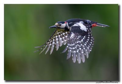 Grote Bonte Specht - Great Spotted Woodpecker