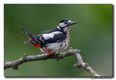 Grote Bonte Specht - Great Spotted Woodpecker