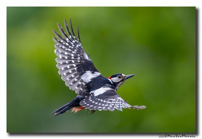 Grote Bonte Specht - Great Spotted Woodpecker