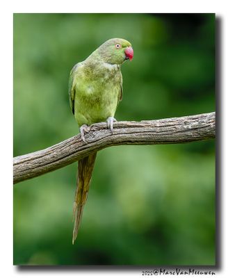 Halsbandparkiet - Rose-ringed Parakeet