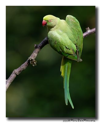 Halsbandparkiet - Rose-ringed Parakeet