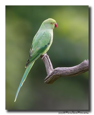 Halsbandparkiet - Rose-ringed Parakeet