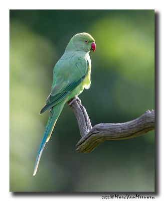Halsbandparkiet - Rose-ringed Parakeet