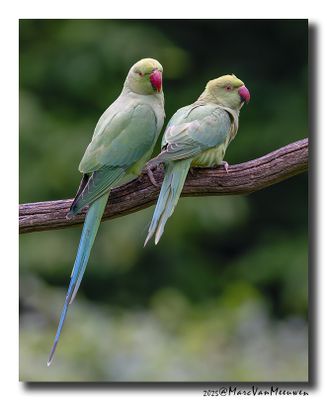 Halsbandparkiet - Rose-ringed Parakeet