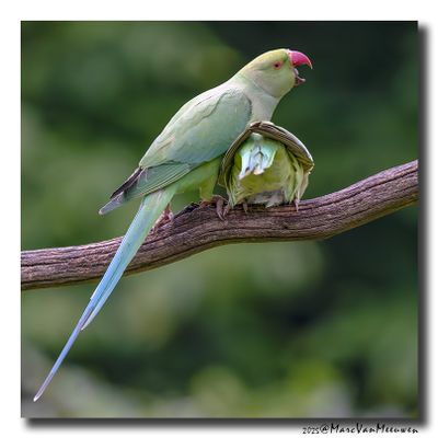 Parakeets