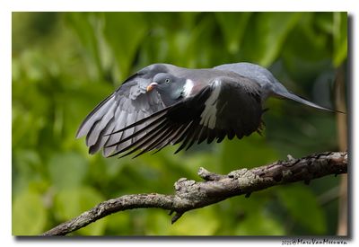Houtduif - Wood Pigeon