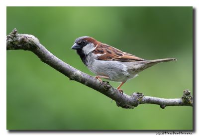 Huismus - House Sparrow