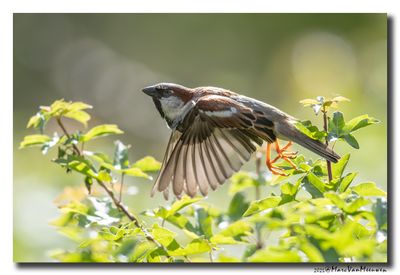 Huismus - House Sparrow