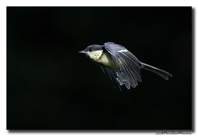 Koolmees - Great Tit