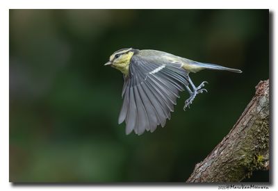 Pimpelmees - Blue Tit