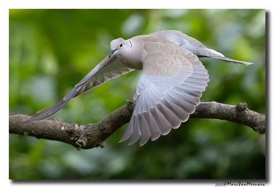 Turkse Tortel - Collared Dove