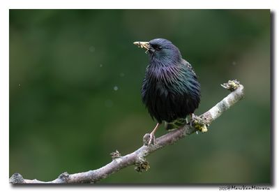 Spreeuw - Starling