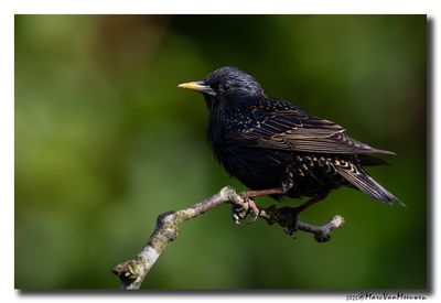 Spreeuw - Starling