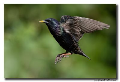 Spreeuw - Starling
