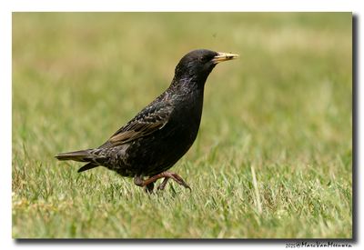 Spreeuw - Starling