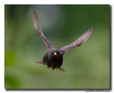 Spreeuw - Starling
