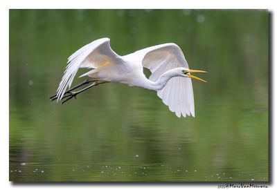 Grote Zilverreiger - Great Egret