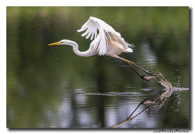 Grote Zilverreiger - Great Egret