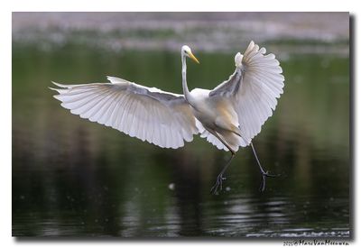 Grote Zilverreiger - Great Egret