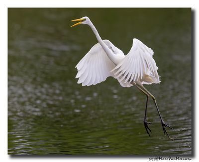 Grote Zilverreiger - Great Egret