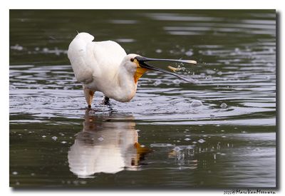 Lepelaar - Spoonbill