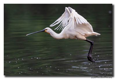Lepelaar - Spoonbill