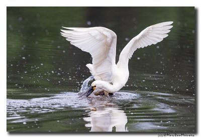 Lepelaar - Spoonbill