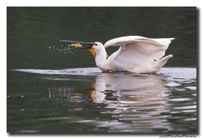 Lepelaar - Spoonbill