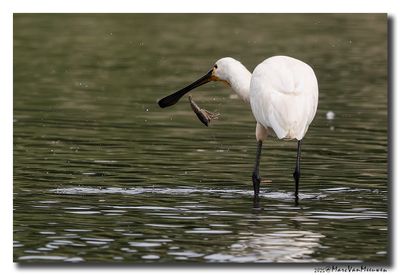 Lepelaar - Spoonbill