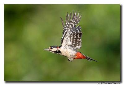 Grote Bonte Specht - Great Spotted Woodpecker