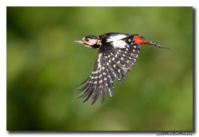 Grote Bonte Specht - Great Spotted Woodpecker