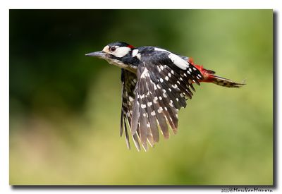 Grote Bonte Specht - Great Spotted Woodpecker
