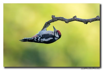 Grote Bonte Specht - Great Spotted Woodpecker