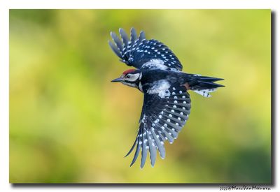 Grote Bonte Specht - Great Spotted Woodpecker