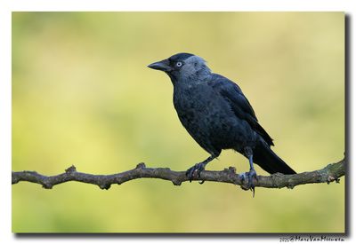 Kauw - Western Jackdaw