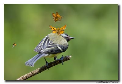 Koolmees - Great Tit