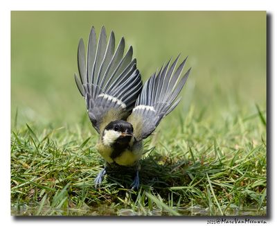 Koolmees - Great Tit