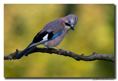 Gaai - Jay
